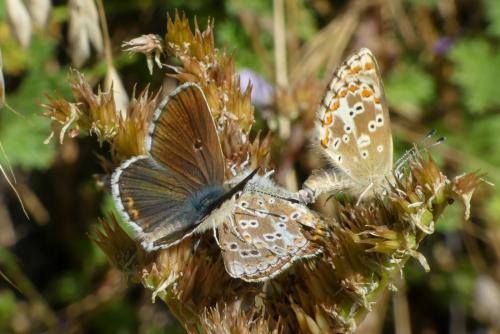 Réf. 290 702 : Aricia morronensis